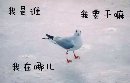 拍鸟发朋友圈的句子 3fcb4fd056d64c9f8c5e651523238df7.jpeg