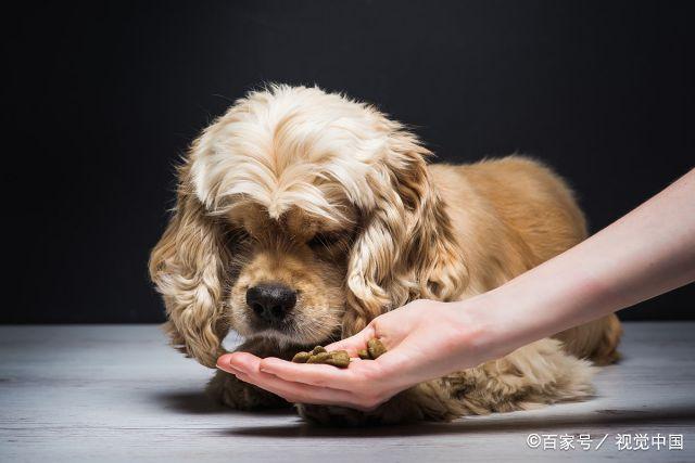 狗狗把虫子吃了怎么办