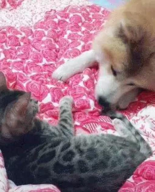 柴犬跟貓咪在床上玩耍，一不小心被勾住舌頭，網友：看著都感覺疼 寵物 第1張