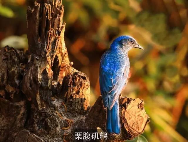 梦境解析，梦见众多的鱼与鸟濒临死亡——寓意与启示的深度探索