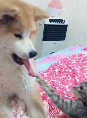 柴犬跟貓咪在床上玩耍，一不小心被勾住舌頭，網友：看著都感覺疼 寵物 第4張