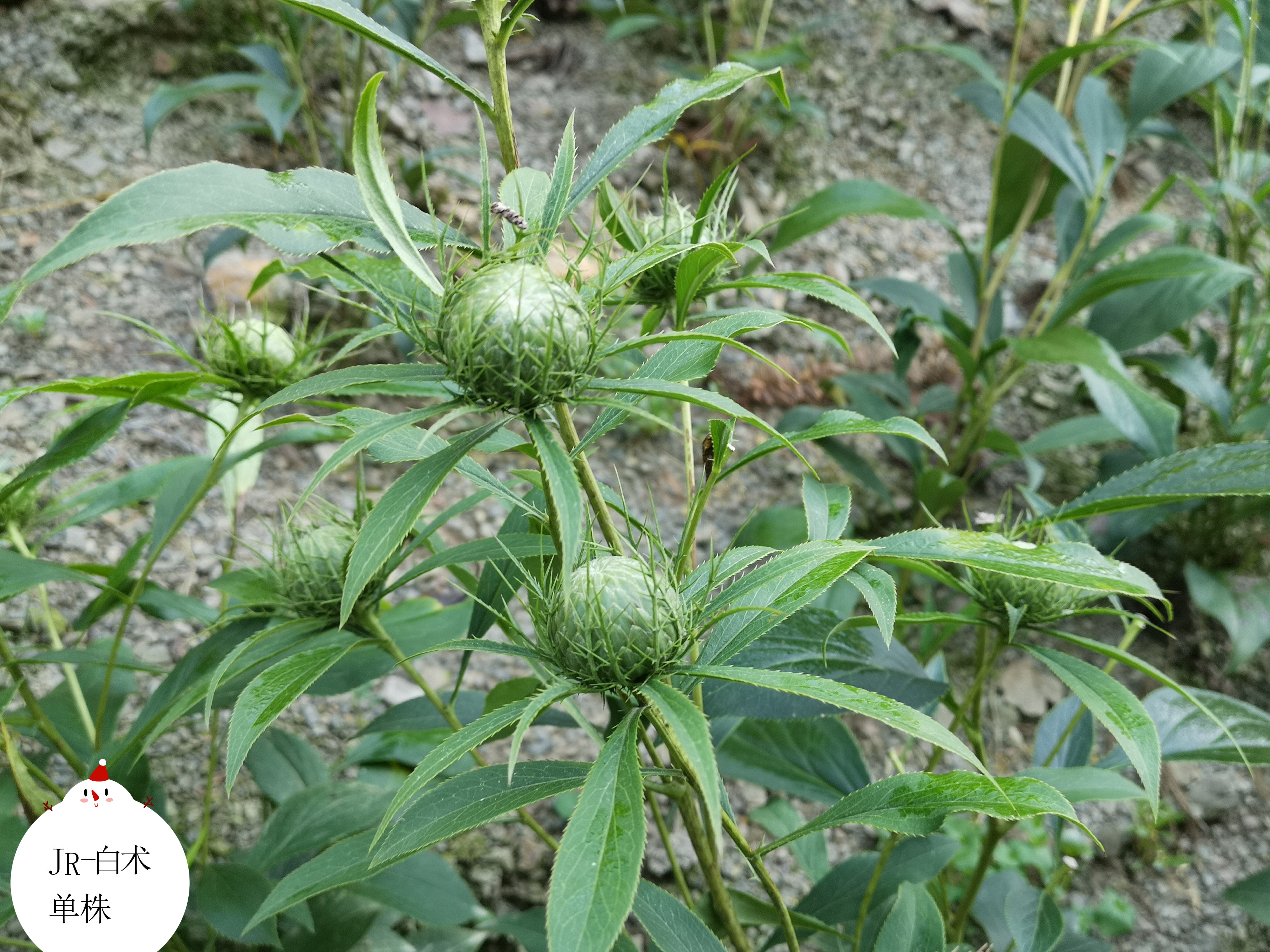 脾虚消化不好 试试传统食药两用的白术