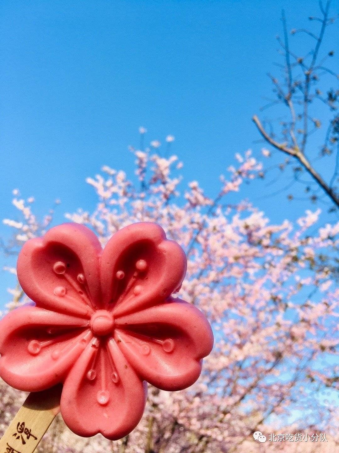 授权使用 每年樱花季玉渊潭都会出一些周边,今年大火的樱花冰棍颜值