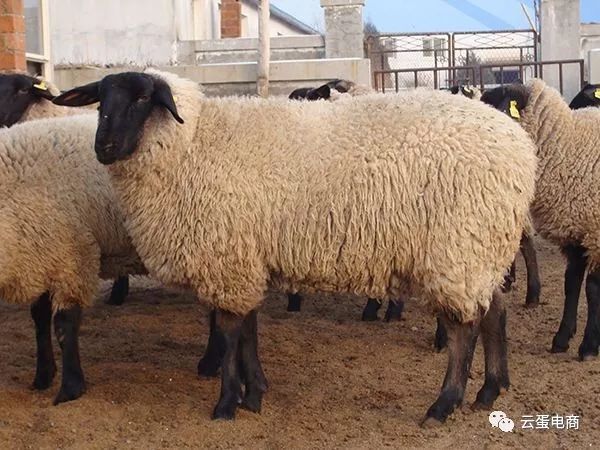 2.玛纳斯萨福克羊品质特性:奇台面粉白而细腻.