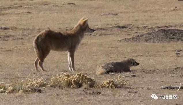 鼠类最害怕的狼獾美洲獾捣毁鼠洞郊狼负责追捕