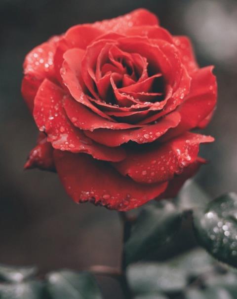 情感测试:选一束你最喜欢的玫瑰花,测你是不是别人眼中的女神