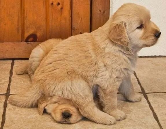 狗咬屁股猜成语_看图猜成语