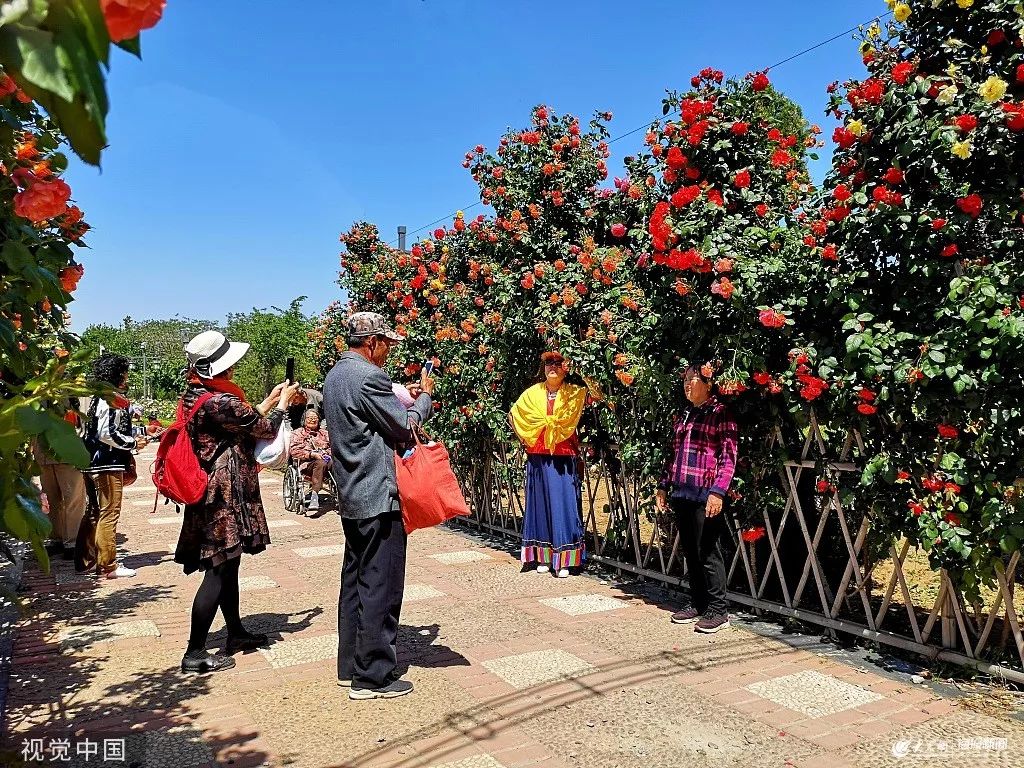 烟台市树市花定了太美了