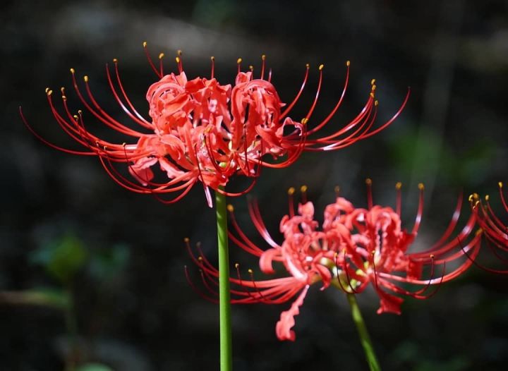 奇梅花道 这些 毒花 盛放 严重可致丧命 花粉需谨慎 有毒