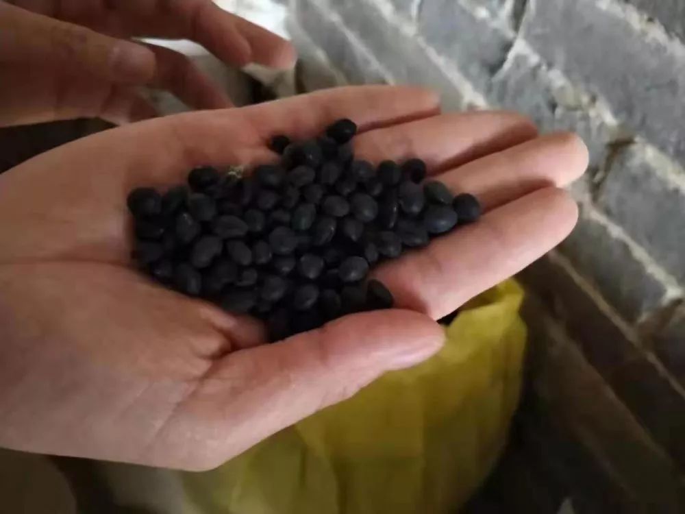 什么时间种植黑豆呢 824d44c23e224eb68d4b2ab9cab26f30.jpeg