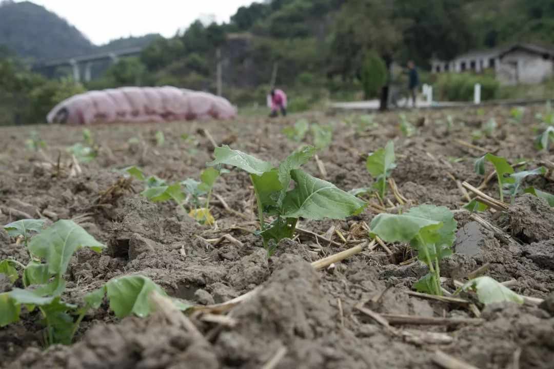 "发展油菜种植不仅增加农户经济收入,保证健康生活用油,还可与影山镇