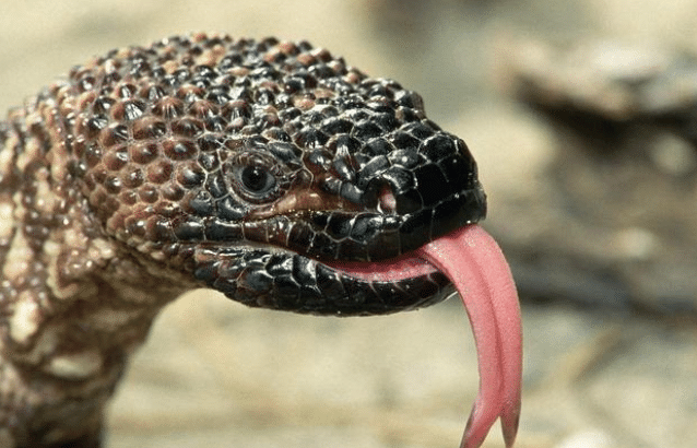 原创舌头很长的动物:啄木鸟们的舌头在头顶,穿山甲舌头藏得有些可怕