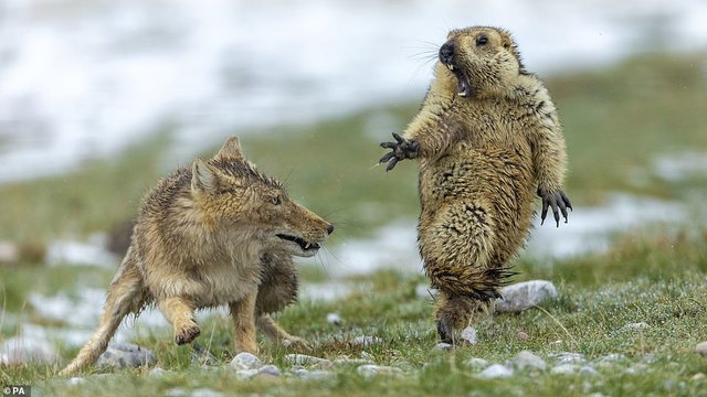 恶狼扑食土拨鼠 中国摄影师勇夺19年世界野生动物摄影金奖 瞬间