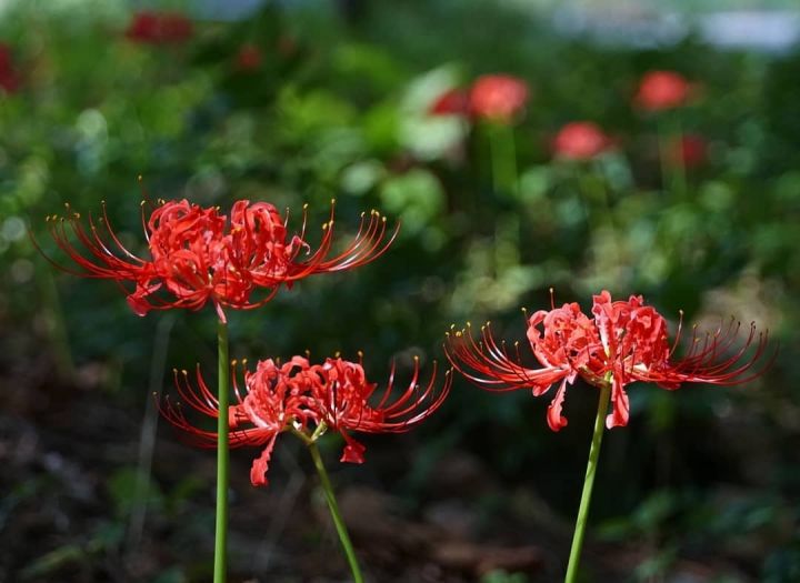 奇梅花道 这些 毒花 盛放 严重可致丧命 花粉需谨慎 有毒