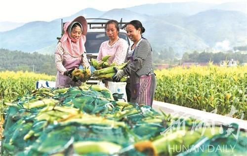 蓝山县雷家岭村人口_蓝山县翟家凤村