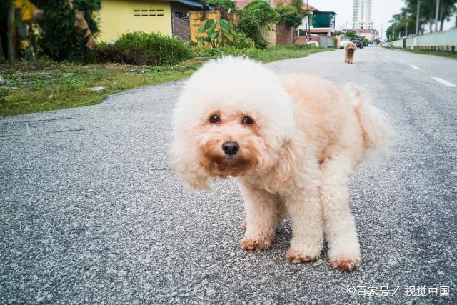 狗狗把虫子吃了怎么办