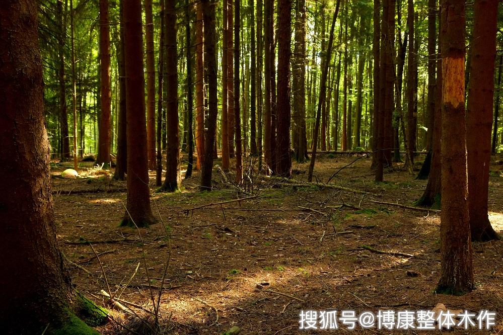 原木整装定制的魅力:树之灵性,木质高雅|博康整体木作