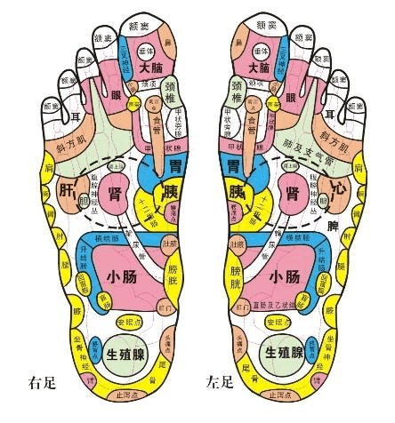 而人双脚的穴位繁多,特别是脚底,它是身体各部位器