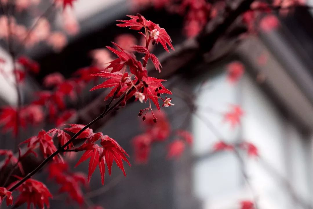 曹雪芹《秋窗风雨夕 一声梧叶一声秋,一点芭蕉一点愁.