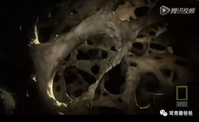 海马体是什么样的照片 dfeb28c083df4bd08faccc8c09e0e843.jpeg