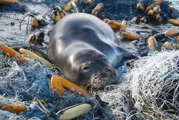 专家表示,目前我们的海洋中塑料垃圾已经多到能绕地球400多圈之剧,而