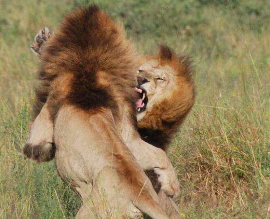 动物凶猛排名_凶猛动物图片(2)