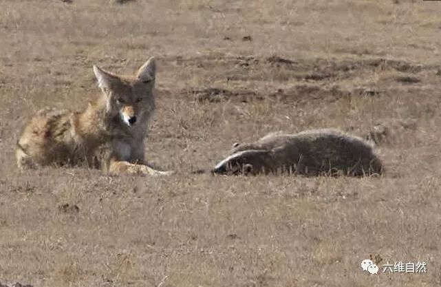 鼠类最害怕的狼獾美洲獾捣毁鼠洞郊狼负责追捕