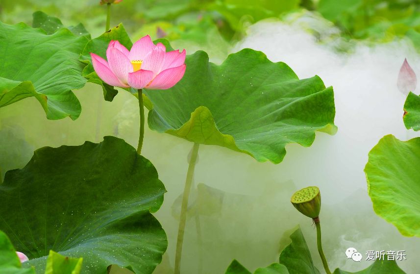 《愿心像莲花﻿﻿﻿﻿﻿﻿﻿﻿﻿﻿﻿﻿﻿﻿﻿﻿﻿﻿﻿﻿﻿﻿﻿﻿﻿﻿﻿