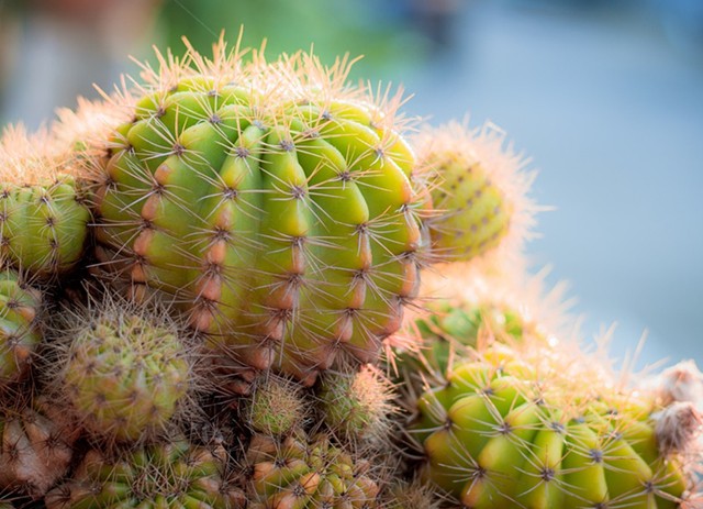植物种子的生命力 f59874250bc2461d983df98cf3001912.jpeg