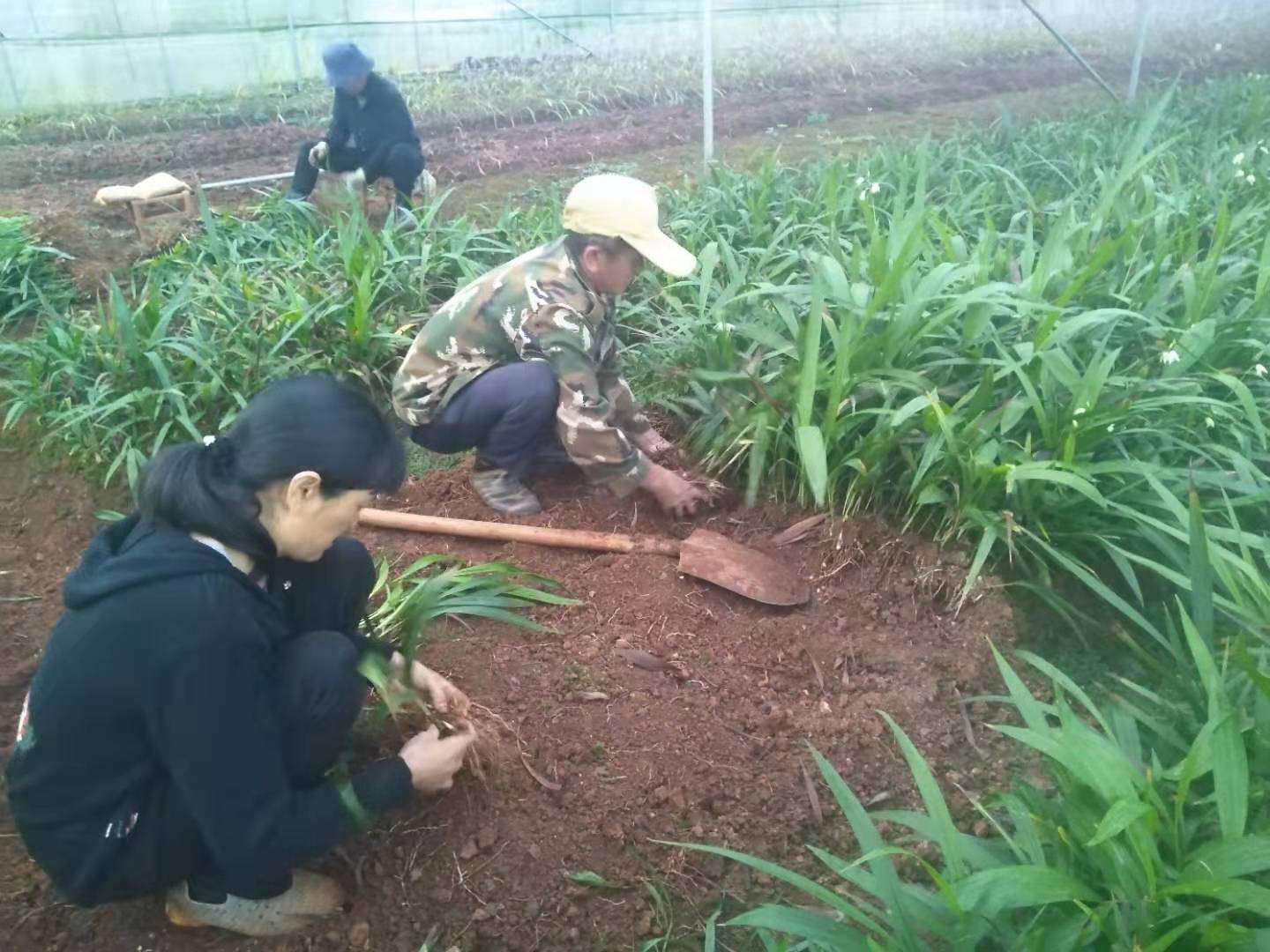 中药材白芨种植技术