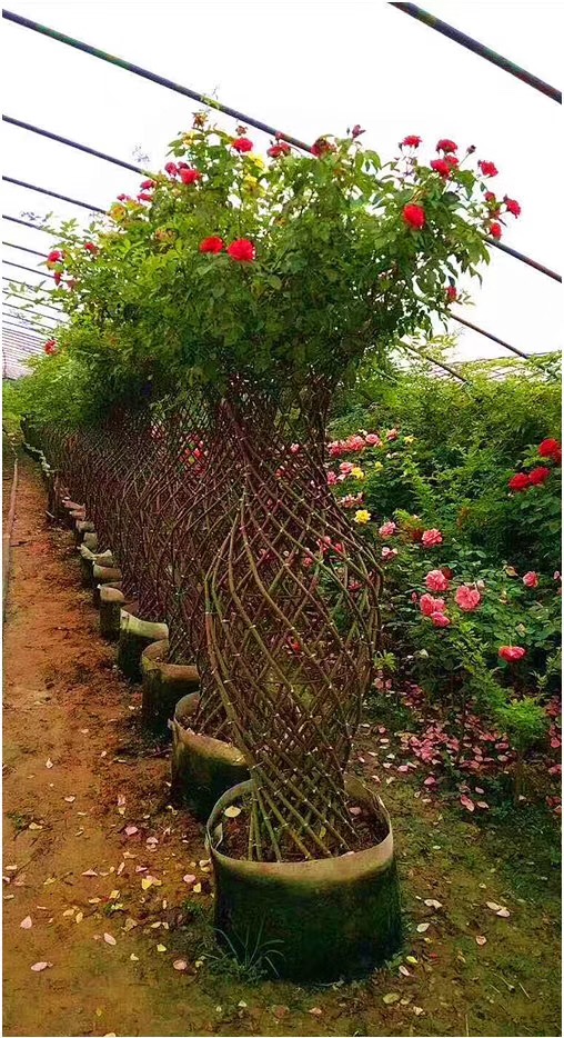 海棠花瓶编织方法 海棠花瓶尺寸 桂花花瓶编织过程 花瓶骨架制作