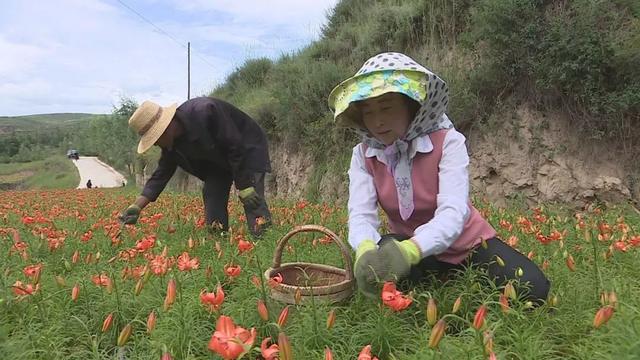 榜样的力量申韦娟脱贫路上的百合女人系列报道面对困境她用瘦弱的肩膀