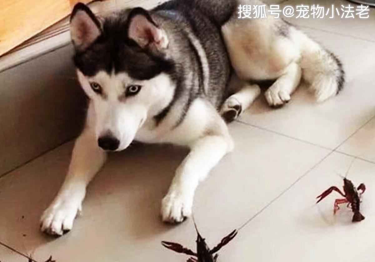 狗类智商排名_狗智商排名(3)