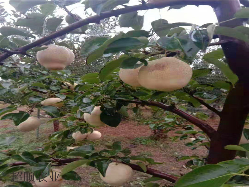 山东梨树上长了个怪梨山农酥梨树苗