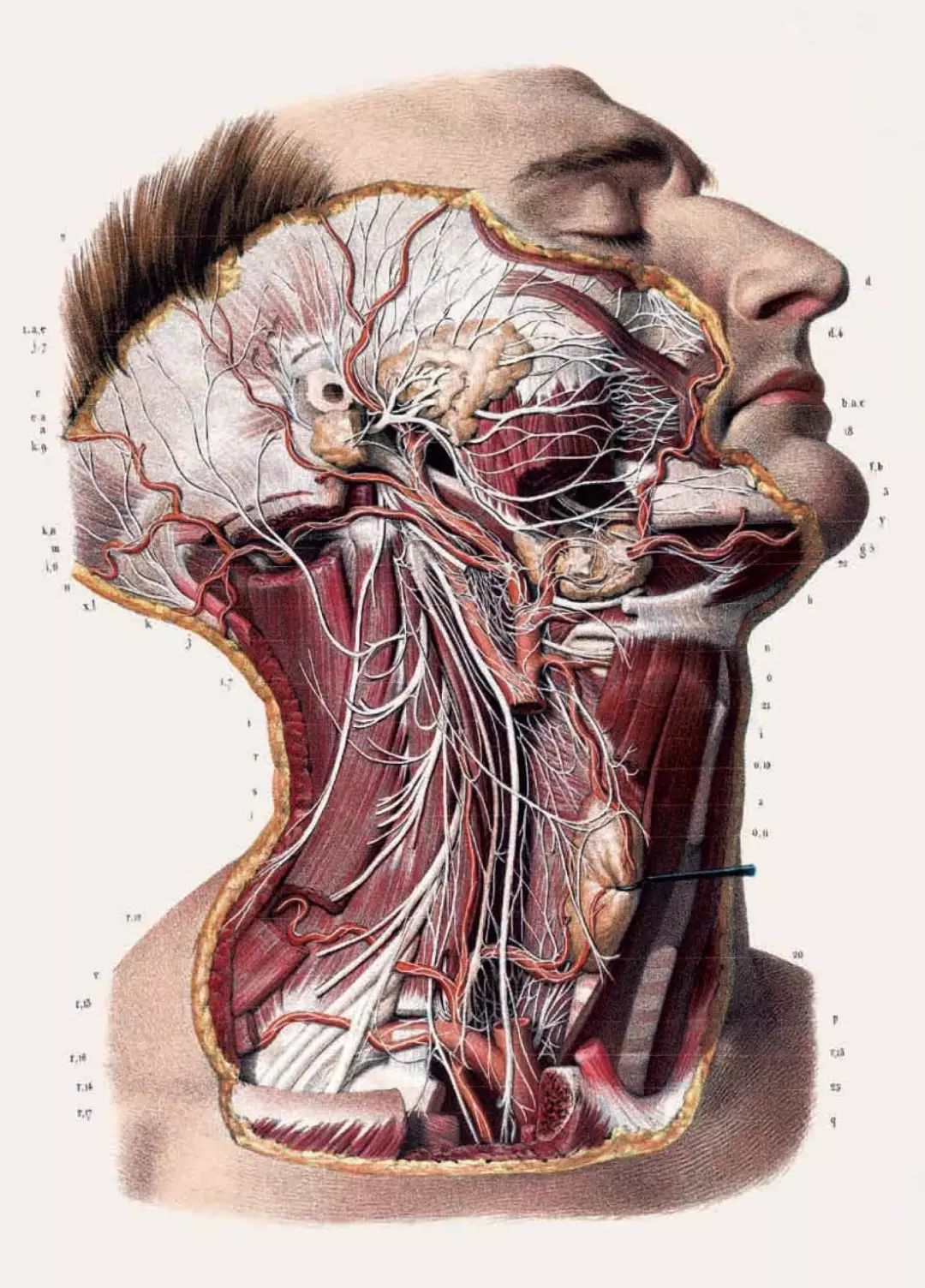 スペゴラ博物館人体解剖模型 Encyclopaedia Anatomica
