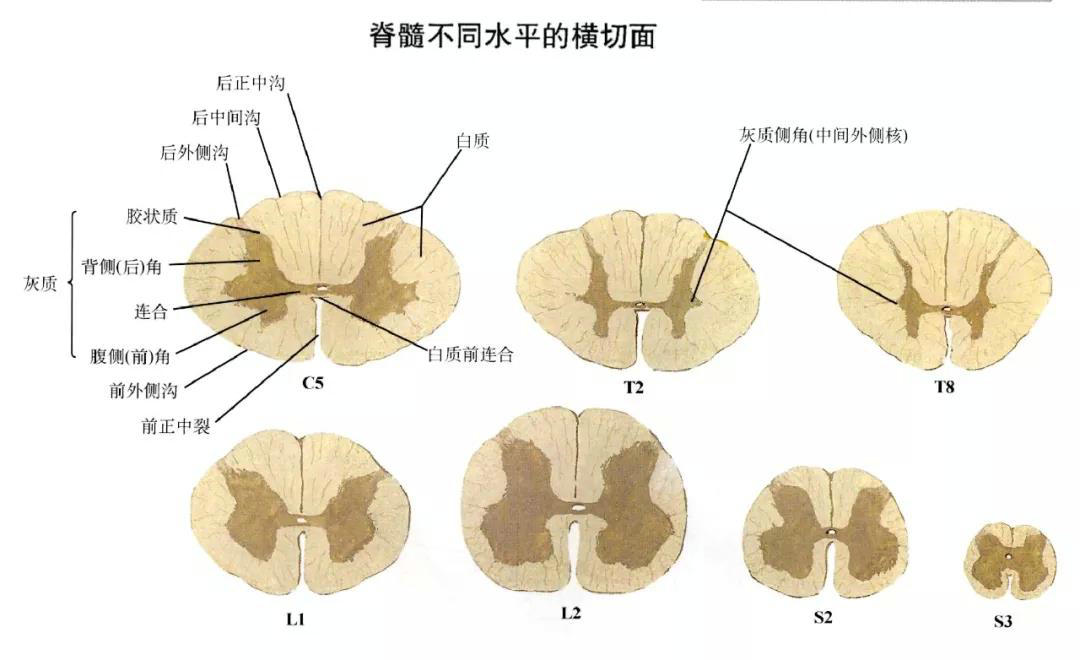 点击图片可查看大图详情2)脊髓丘脑束:传导对侧躯干,四肢的浅感觉.