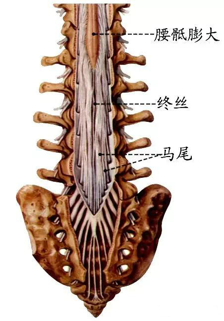 中枢神经系统脊髓解读