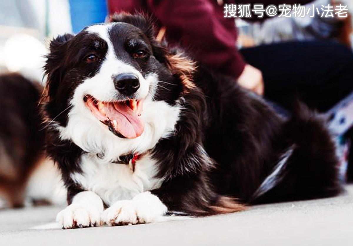 狗类智商排名_狗智商排名(2)