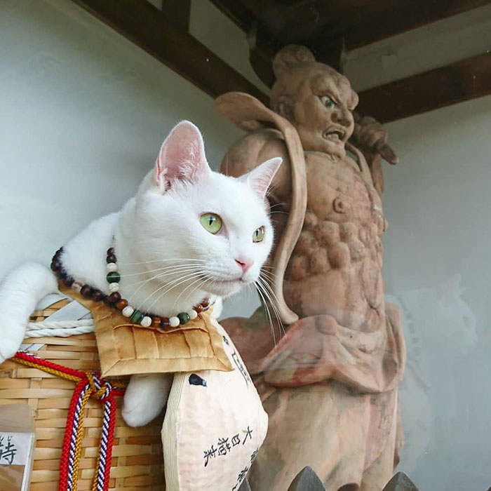 日本有个猫猫寺 里面的猫咪主持有点可爱 Nyan