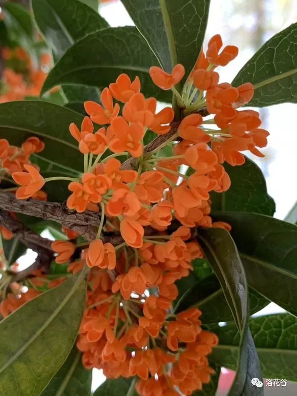 桂花冬天怕冻吗,会掉叶子吗,北方养桂花冬天如何防护