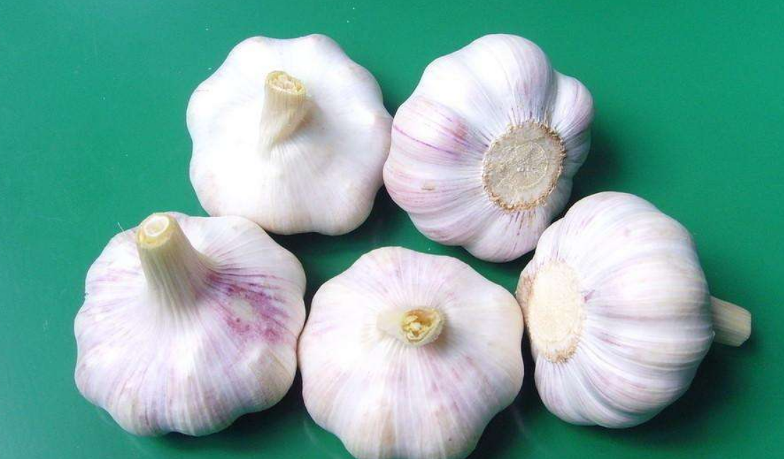 蒜头怎么画 686de9913a9045b2aa8b2b52800a690e.png