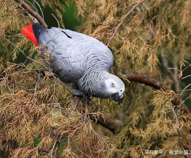 非洲灰鹦鹉智商为何这么高?答案已经找到,我收