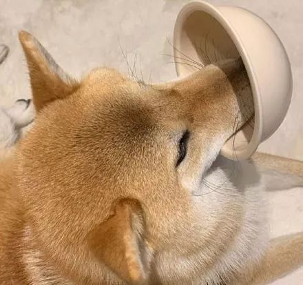 柴犬饿了就会咬着小碗,屁颠屁颠的跟主人讨吃的,每天都很准时!