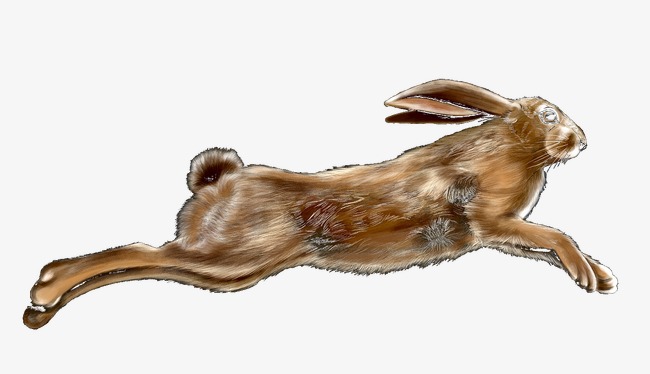 2021年生肖属兔人全年运程