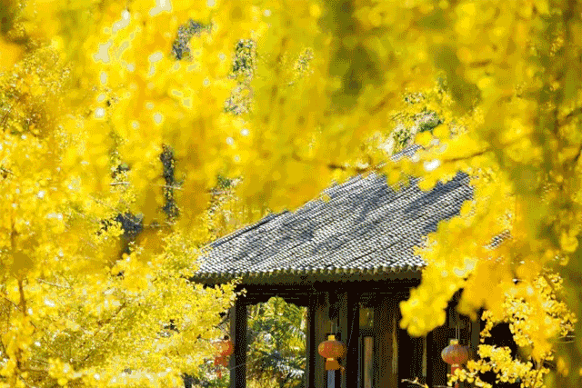 【当银杏季遇上柿子节】799元0购物0自费!