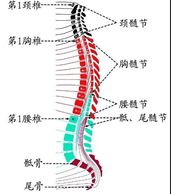 脊髓两侧连有31对脊神经,每对脊神经对应的一段脊髓,称一个脊髓节段.