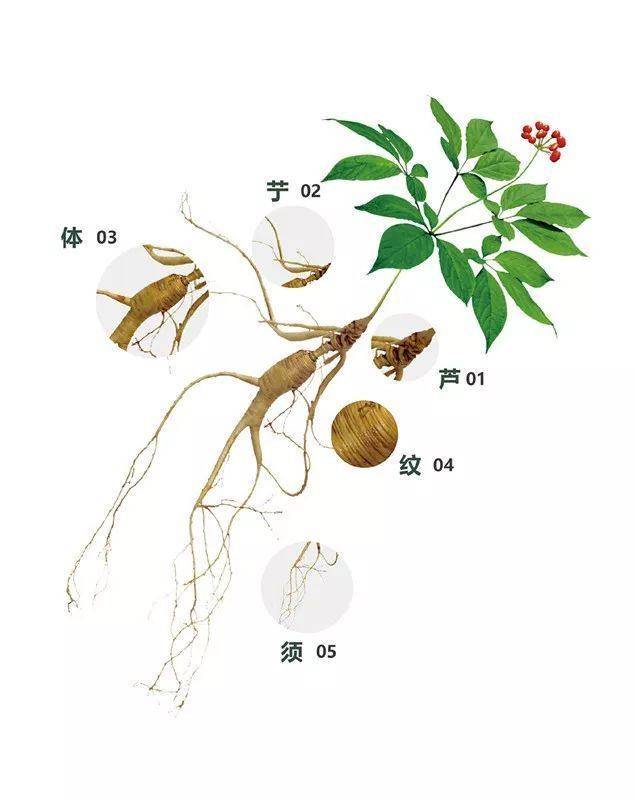 "野山参找不到了!"国家级参茸鉴定师免费帮忙鉴别真假人参