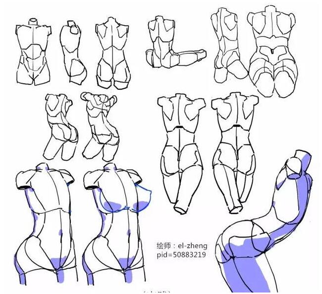 【推荐】怎么画人体躯干?漫画人物躯干的绘画技巧!