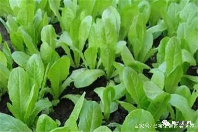 大白菜生长周期长,施肥很重要,不同的阶段种植户应该怎做