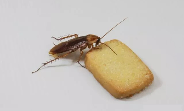 蟑螂污染食物